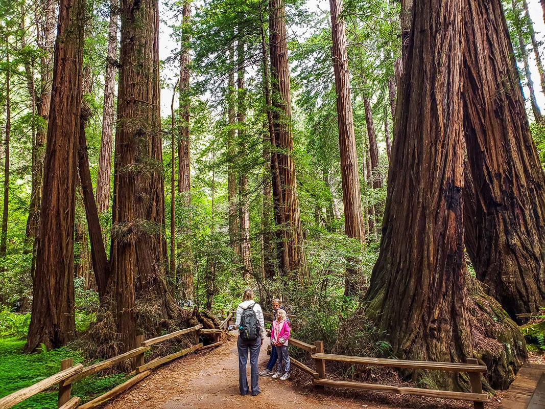 Muir Woods - One of the best things to do in San Francisco with kids