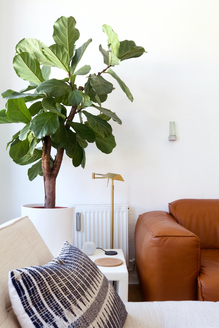 fiddle leaf fig tree in living room near sofa