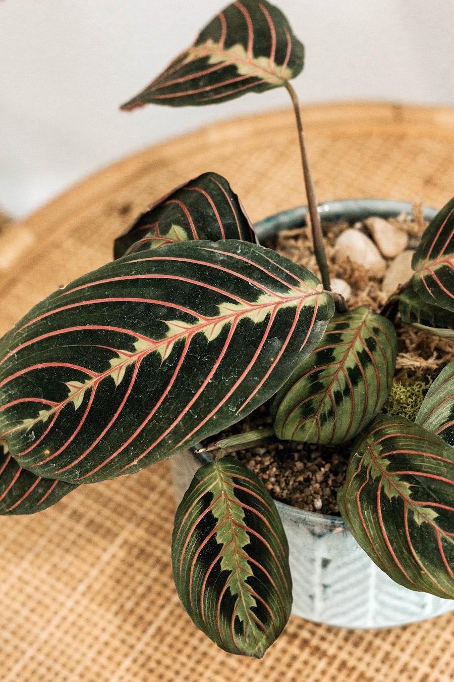 colorful prayer plant in pot on table