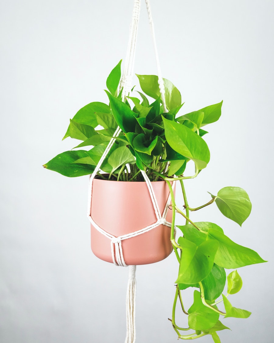 pothos plant in hanging pot