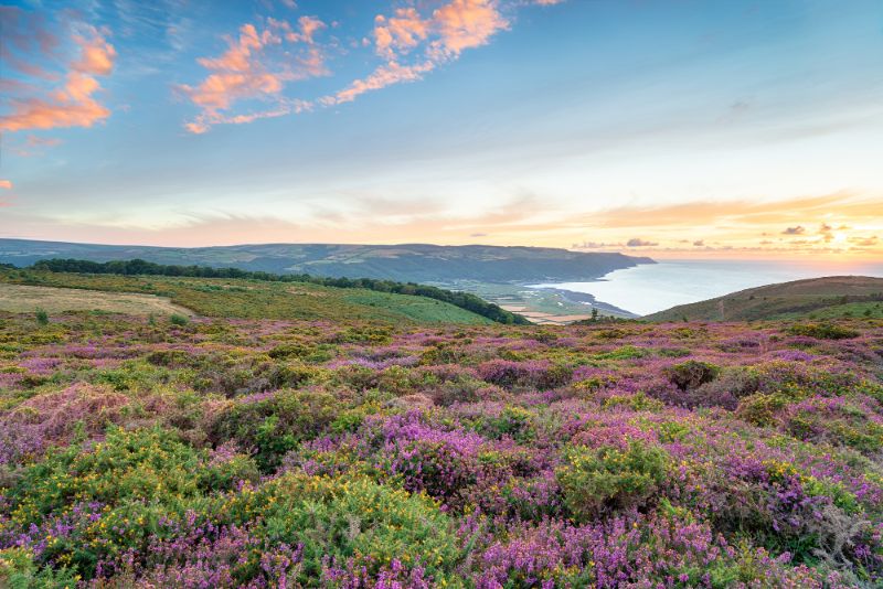 Bossington Hill coverd in blooming pink heath with views of the ocean