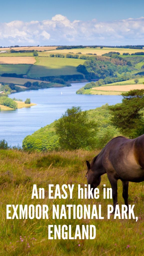 PIN IMAGE exmoor national park pony