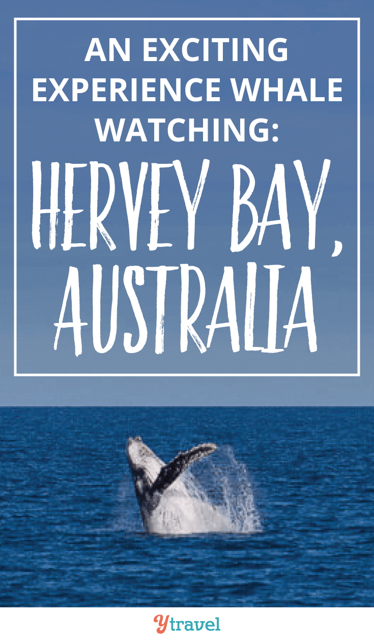 An exciting experience Whale watching at Hervey Bay, Australia.