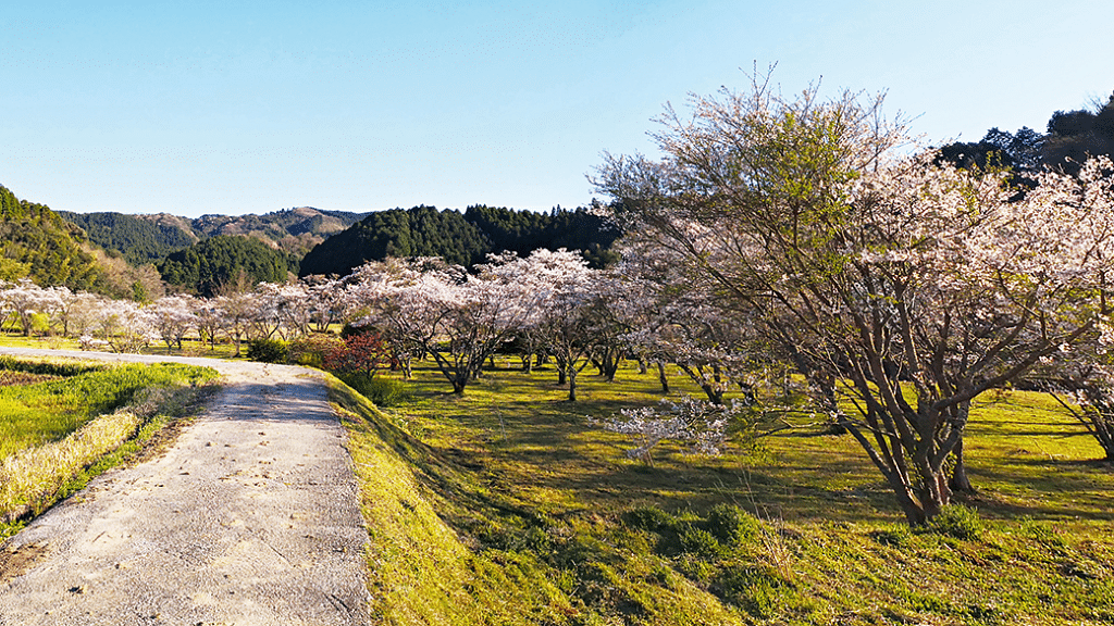 japan rural walking tours sakura garden koumori tei path